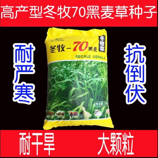 冬牧草种子  冬牧70黑麦草种子宽叶秋冬麦草耐寒高产蓄牧草猪