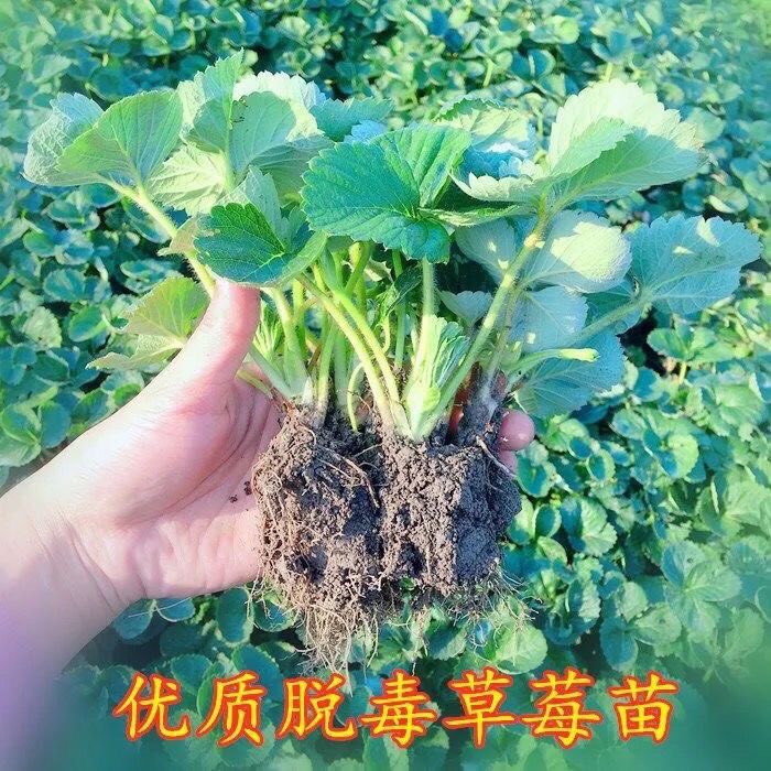 法兰地草莓苗 草莓苗四季奶油草莓苗白草莓苗南北方阳台种植