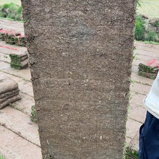 中山市马尼拉草