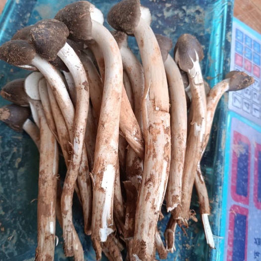 巍山县鸡枞