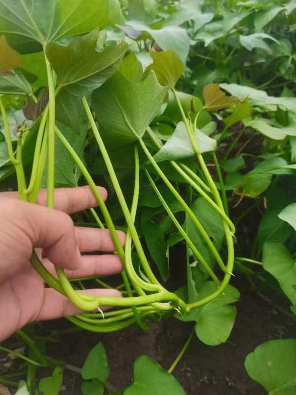 遂溪县西瓜红番薯脱毒苗7，种植有150亩地