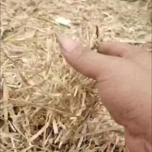 丰县小麦秸秆