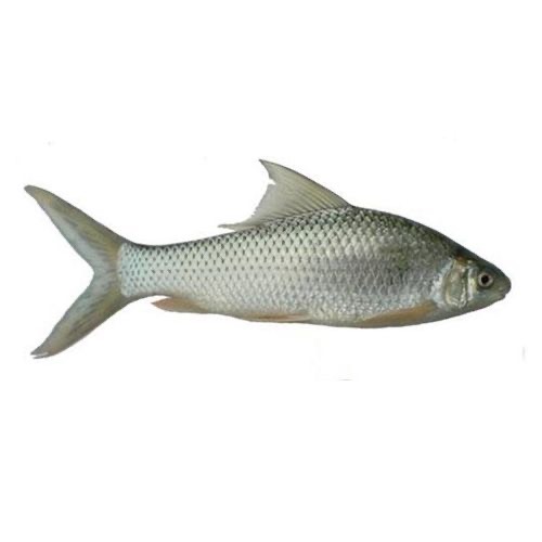 土鲮鱼苗  麦鲮鱼苗  泰鲮鱼苗  饵料鱼  养殖场直供