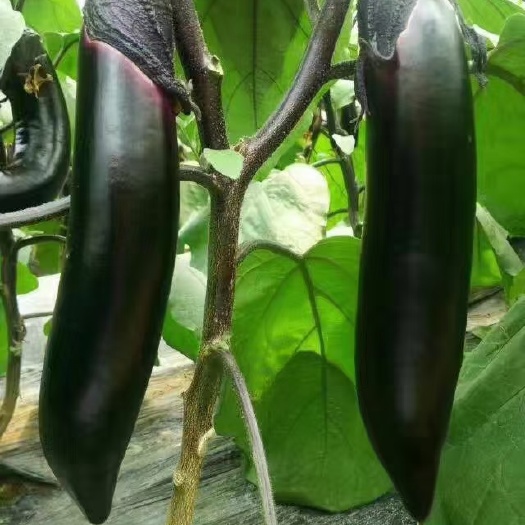 茄子种子（烧烤茄）