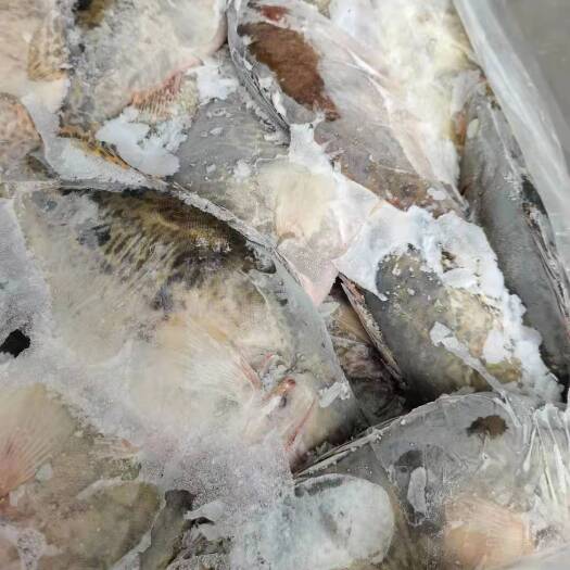 黄山活冻鳜鱼38一斤