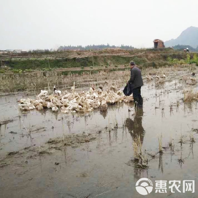 麻鸭清远青头鸭土鸭散养5个月左右顺丰包邮