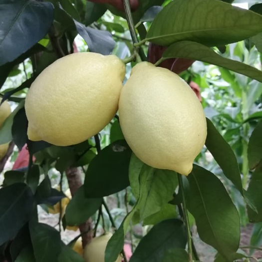 尤力克柠檬
