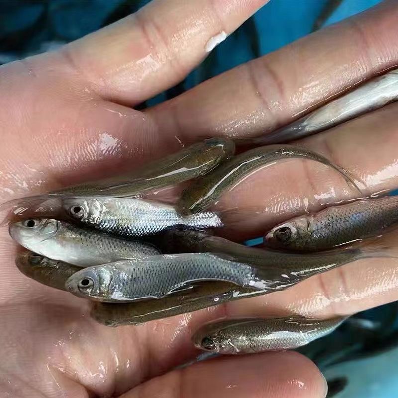 土鲮鱼苗  麦鲮鱼苗  泰鲮鱼苗  饵料鱼  养殖场直供