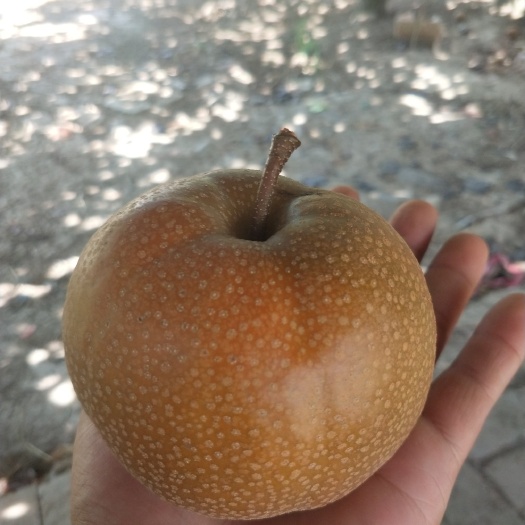 高邮市丰水梨