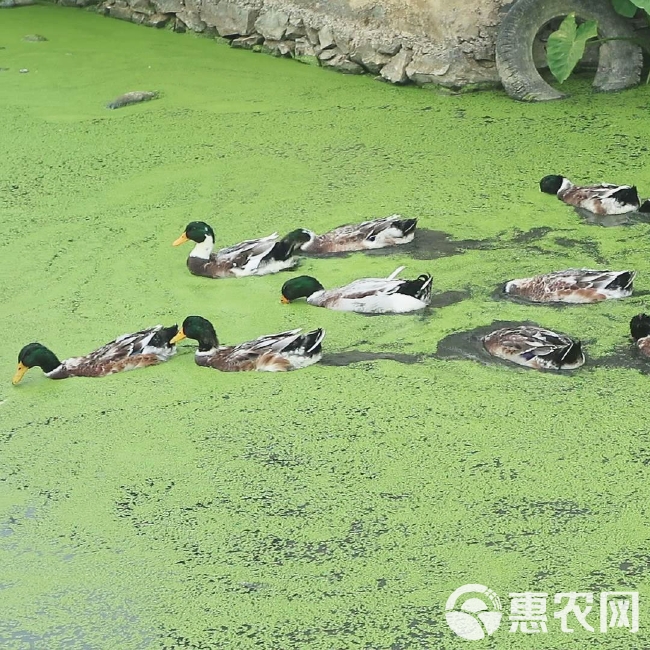 麻鸭清远青头鸭土鸭散养5个月左右顺丰包邮