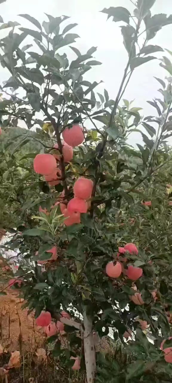 辽宁苹果，富士苹果！大量出售！