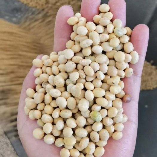 天门市湖北新黄豆早熟豆 冀豆 二级豆蛋白45/46