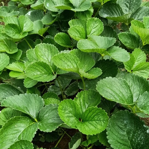 泰安草莓苗，四季草莓苗！