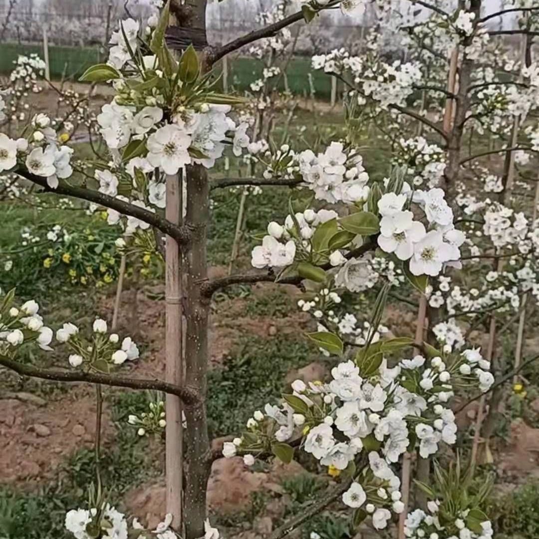 山东秋月梨千亩园绿色种植不用化学催熟剂