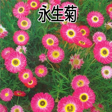 沭阳县永生菊种子批发包邮公园景观花海花种子阳台庭院花卉花籽