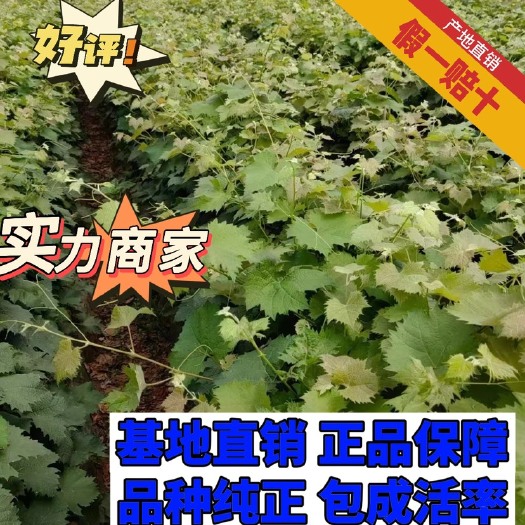 绥中县阳光玫瑰葡萄苗 产地直销 品种纯正 批发价 假一赔十