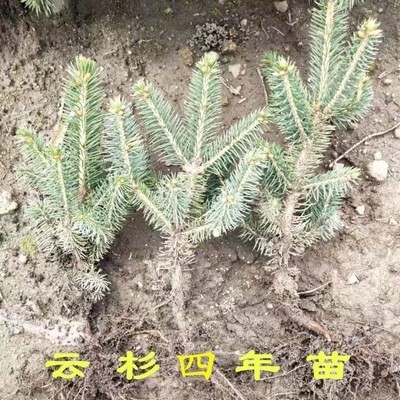 勃利县树苗 青扦云杉苗 云杉松树苗 松树苗 东北云杉松树苗
