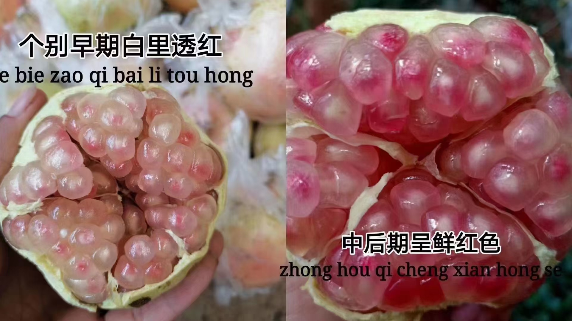 石榴 云南省红河哈尼族彝族自治州蒙自市