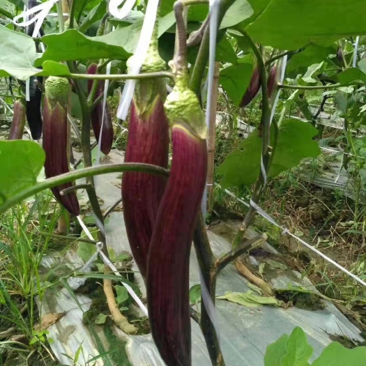 茄子种子 花茄