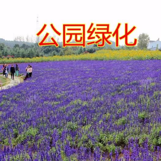 沭阳县蓝花鼠尾草种子批发多年生一串蓝种籽耐寒耐旱室外庭院花海草花