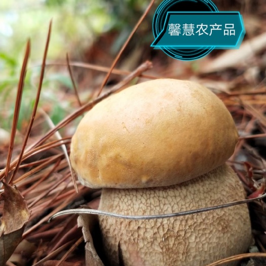 双柏县云南美味牛肝菌，白牛肝菌，水洗一级，1斤包邮，量大优惠