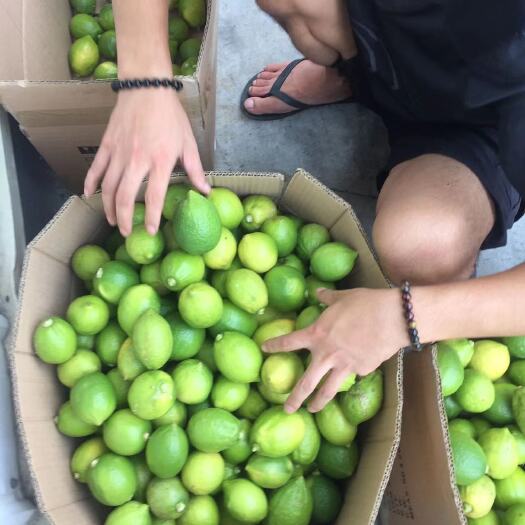 台山市柠檬刚刚摘的欢迎下订单。