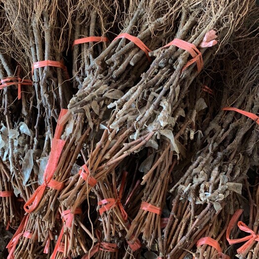 公主岭市云南地区茉莉香葡萄苗 出售茉莉香葡萄拉花药 无核剂