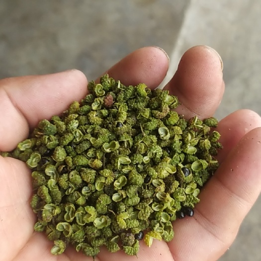 金阳青花椒