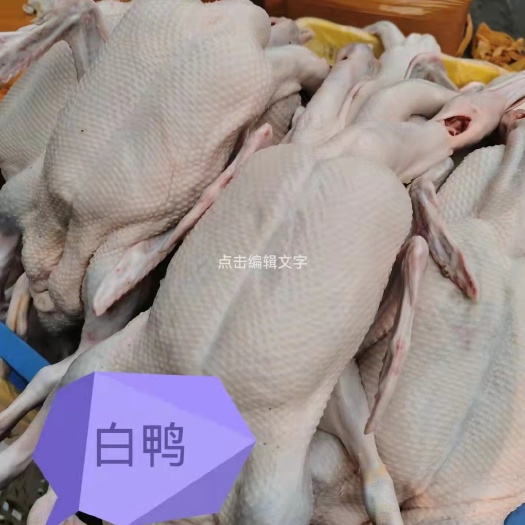 新鲜白鸭