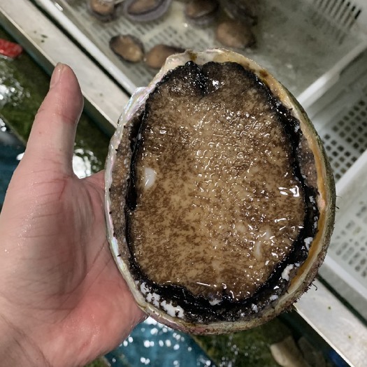 深圳黑金鲍，鲜活鲜活，只要地方有机场，当天到