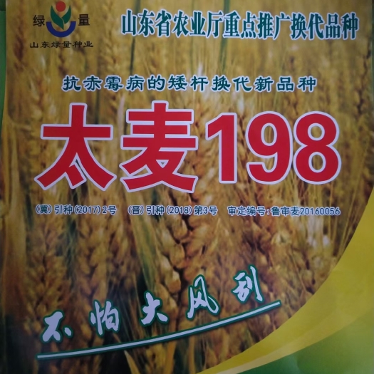 太麦198，不怕大风刮