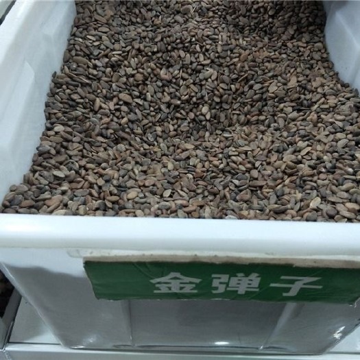 杭州2022年新金弹子种子金单弹子树苗种子金单弹子果乌柿种子