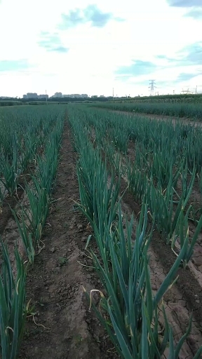 赤峰长白大葱