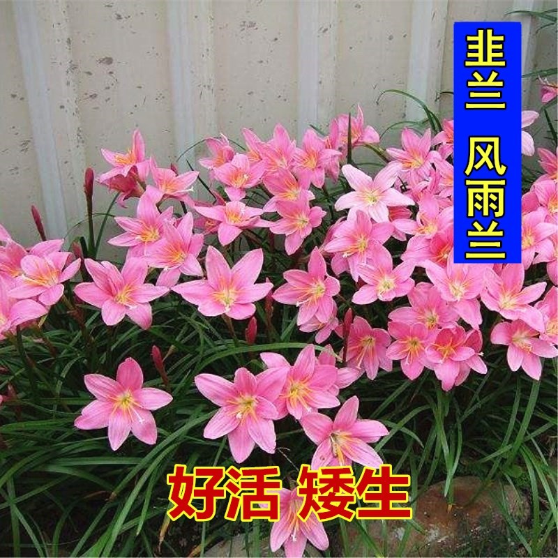 沭阳县风雨兰种球韭兰葱兰花苗石蒜庭院花坛四季花卉绿植宿根地被花种子