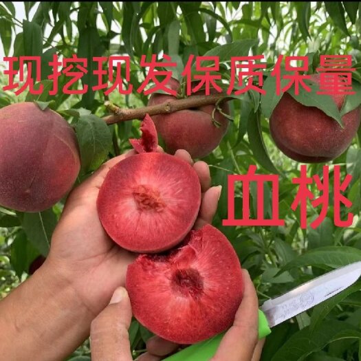 武陟县毛桃树苗，血桃树苗，7月初成熟，果肉鲜红色，浓甜，离核，丰产