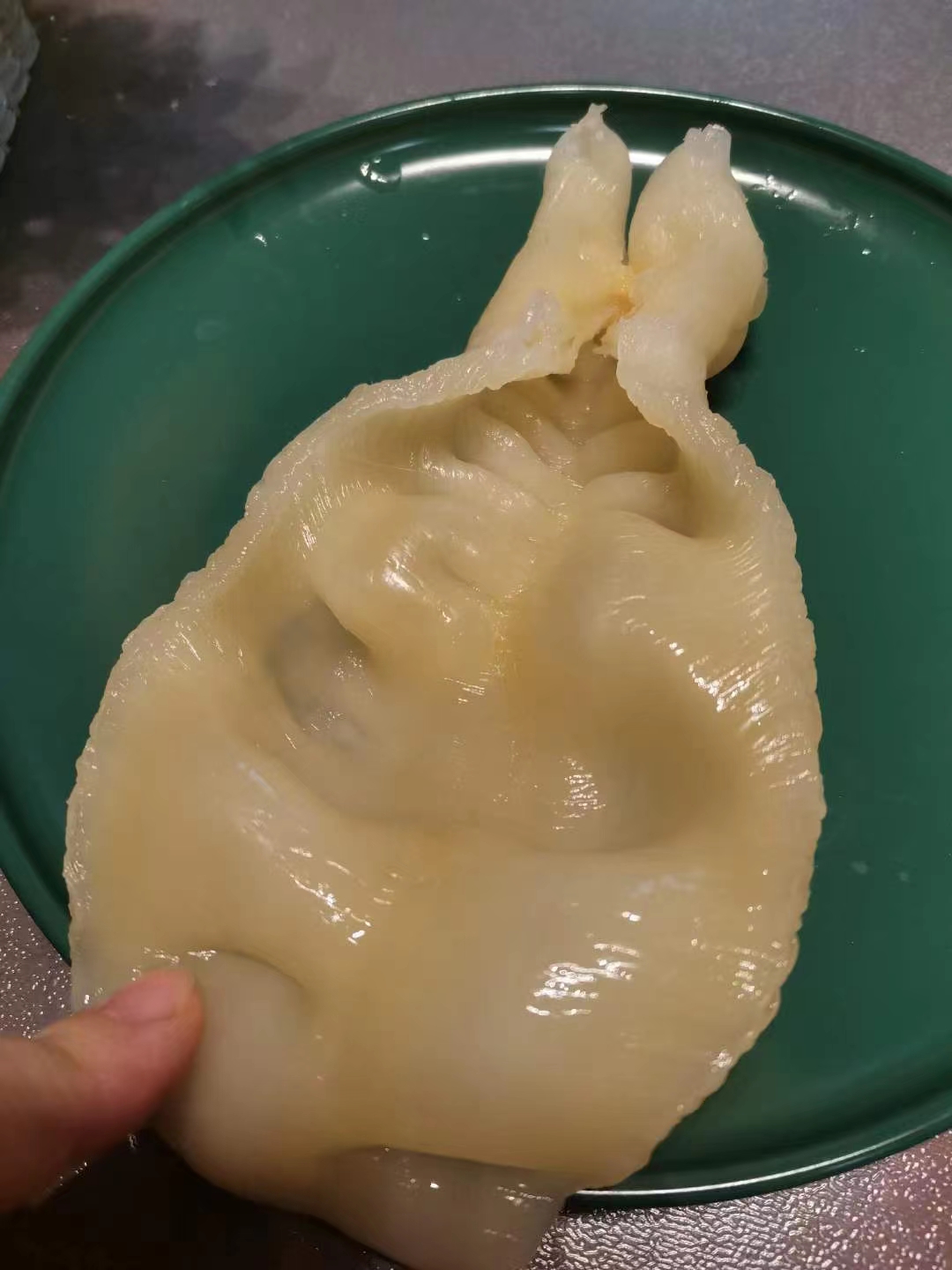 55头越南蜘蛛胶 花胶 鱼胶有小金钱之称薄如纸营养胶质好