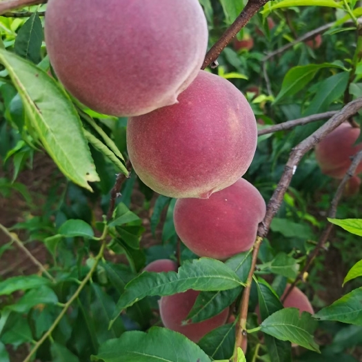 临朐县秋彤个大脆甜