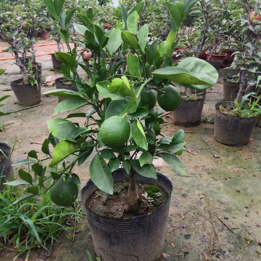 大姚县脐橙，基地种植各种桔子树苗，裸拫，盆栽都有，买二送一。
