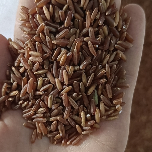 昆明各种大米新米上市