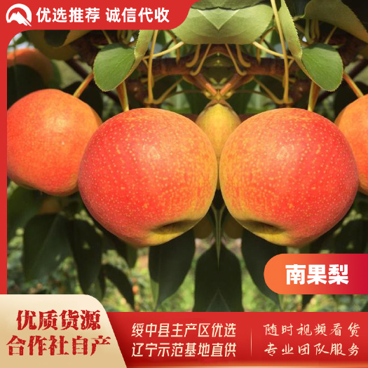 绥中县南果梨基地，2024年合作社自产优质货源，诚信代收代办