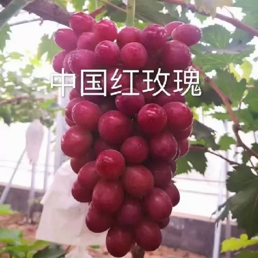 中国红玫瑰葡萄苗：玫瑰香型硬脆无籽葡萄品种，魅香无籽，颗粒大