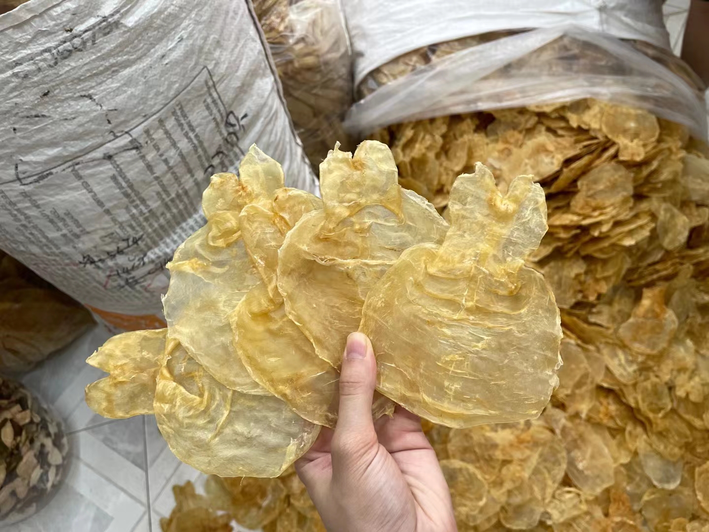 55头越南蜘蛛胶 花胶 鱼胶有小金钱之称薄如纸营养胶质好