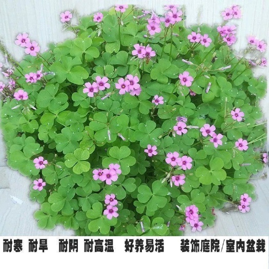 沭阳县红花酢浆草种球批发包邮三叶草幸运草多年生宿根紫叶酢浆草种根