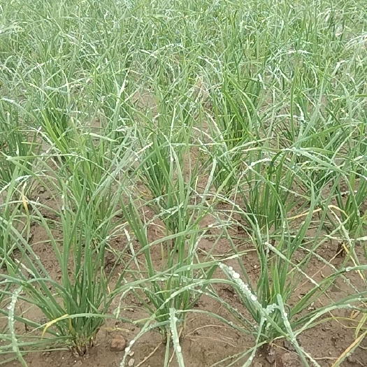 临朐县红根韭菜
