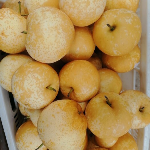 方城县大花黄金梨