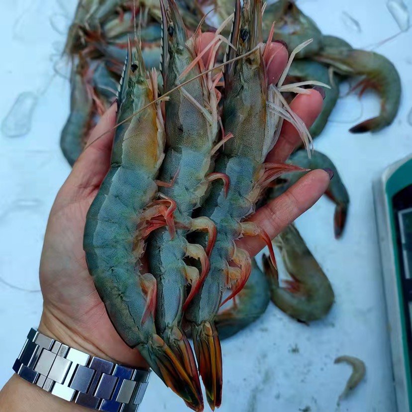 東港市中國對蝦，東方蝦全面開售，不要拿青島蝦對比，東西不一樣