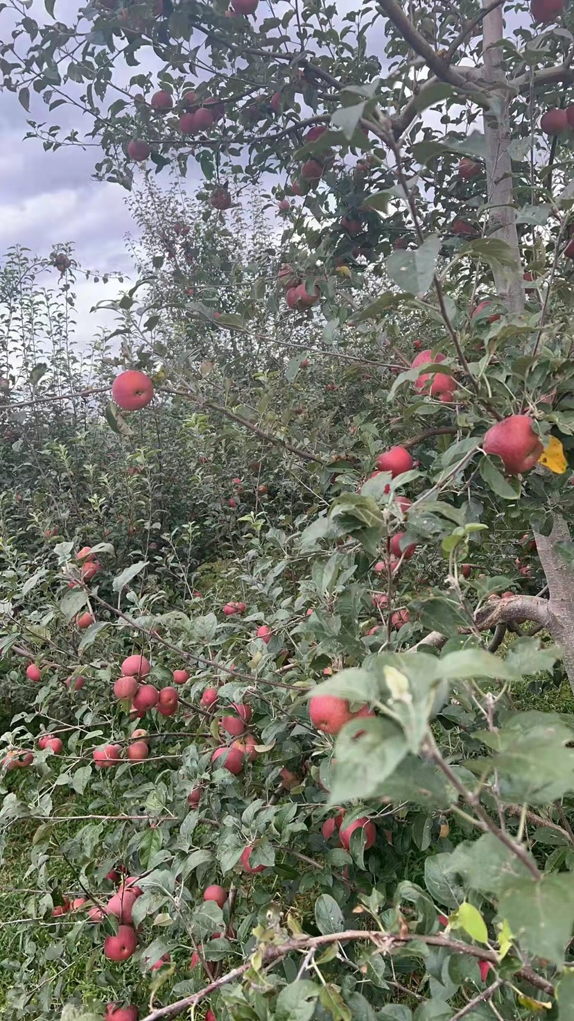 丑苹果凉山昭通苹果供应链