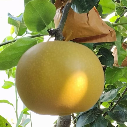 莱西市秋月梨