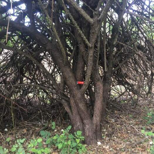 华宁县蔷薇