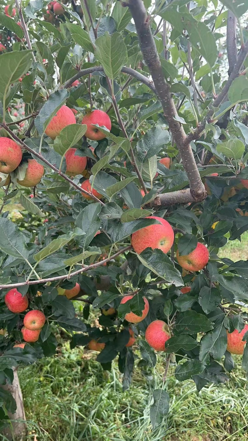 丑苹果凉山昭通苹果供应链